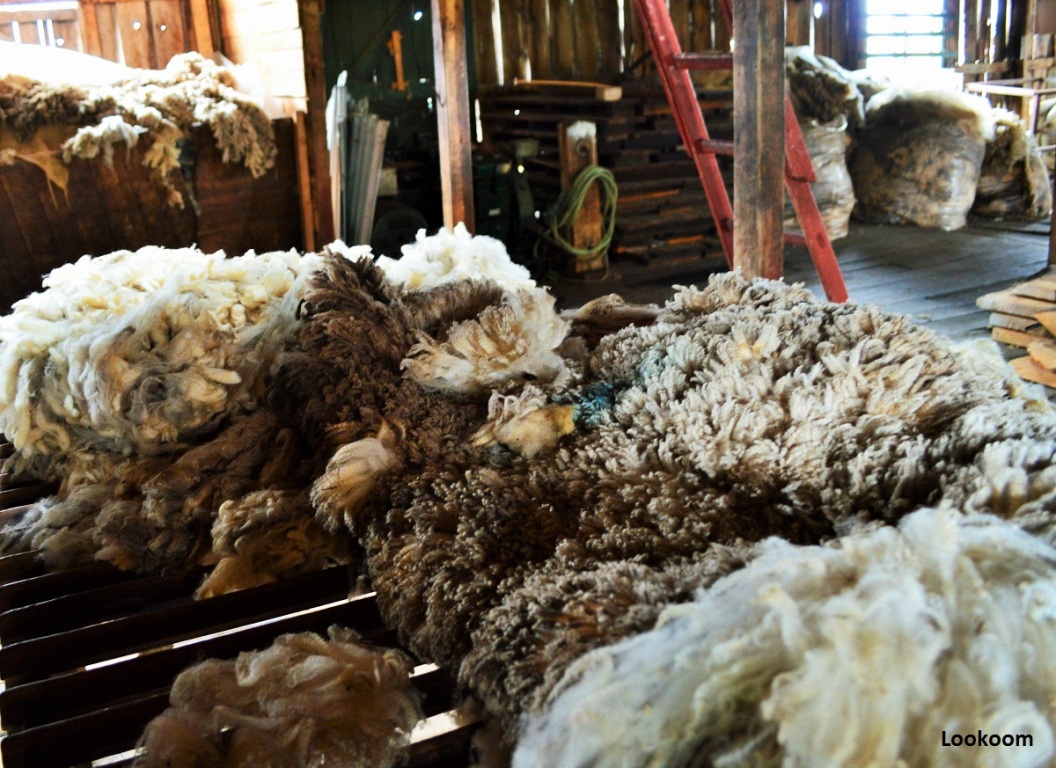 Sheep's wool, Estancia Harberton, Ushuaia, Argentina