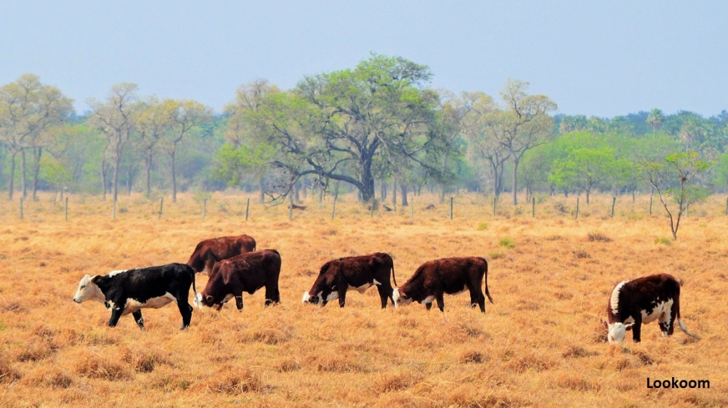 Cattle breeding in the Chaco, Paraguay