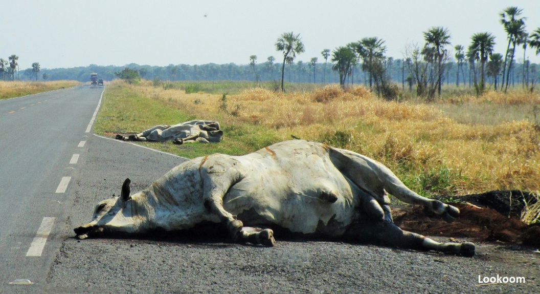 Carcasses on the Trans-Chaco Highway, Paraguay