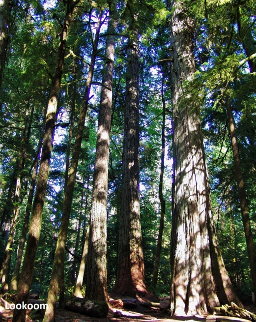 Cathedral Grove, Canada
