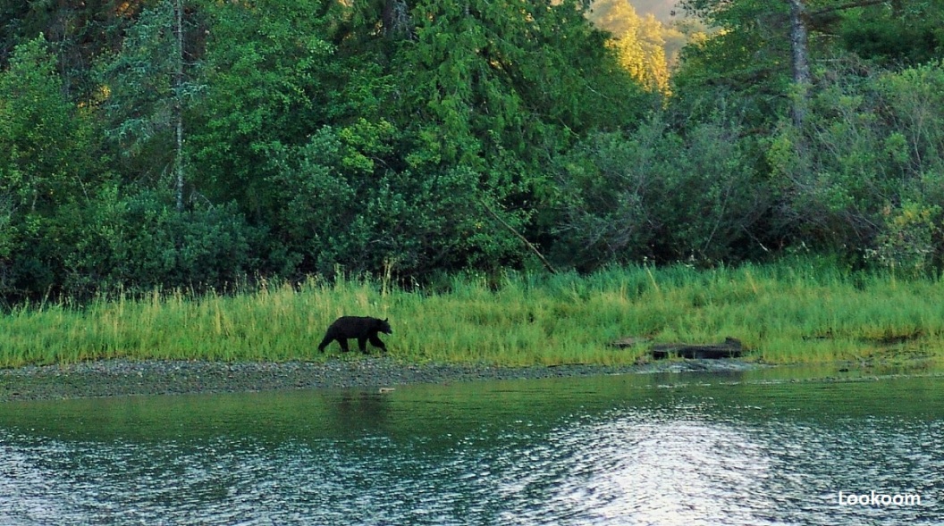 Black bear in Alberni, Canada
