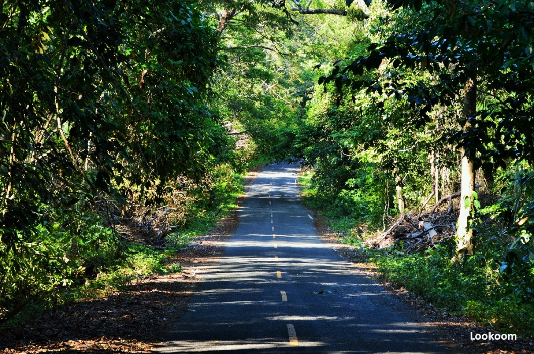 Road in the San Lorenzo Protected Forest, Panama City